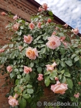 Barock Barock