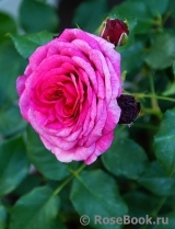 Kaffe Fassett Rose