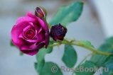 Kaffe Fassett Rose Kaffe Fassett Rose