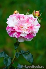 Vanille Fraise ® Vanille Fraise ®