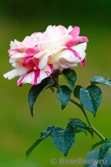 Vanille Fraise ® Vanille Fraise ®
