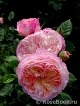 Constance Constance