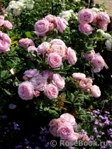 Rosengräfin Marie Henriette Rosengräfin Marie Henriette