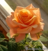 Apricot Clementine Apricot Clementine