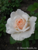 Chandos Beauty Chandos Beauty