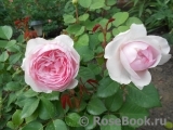 Olivia Rose Austin Olivia Rose Austin