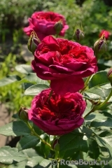 Darcey Bussell Darcey Bussell