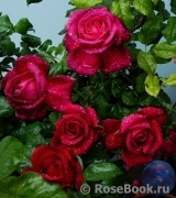 Johann Wolfgang von Goethe Rose® Johann Wolfgang von Goethe Rose®