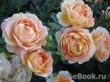Lady of Shalott Lady of Shalott