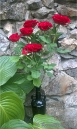 COMPOSITION COMPOSITION
