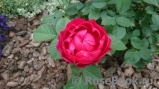 Ascot Ascot