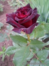 Black Baccara Black Baccara