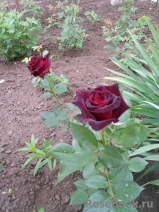 Black Baccara Black Baccara