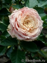 Eden Romantica ® Eden Romantica ®