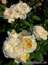 Mariangela Melato Mariangela Melato