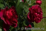 Darcey Bussell Darcey Bussell