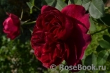 Darcey Bussell Darcey Bussell
