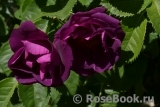Rhapsody in Blue Rhapsody in Blue