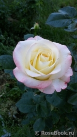Belle Perle Belle Perle