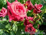 Black Baccara Black Baccara