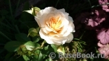 Apricot Sky ® Apricot Sky ®