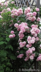 Lavender Lassie Lavender Lassie