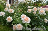 Chandos Beauty Chandos Beauty