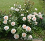 Chandos Beauty Chandos Beauty