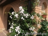 Paul’s Himalayan Musk Paul’s Himalayan Musk