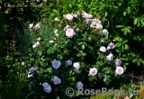 Olivia Rose Austin Olivia Rose Austin