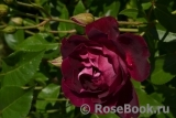 Burgundy Ice Burgundy Ice