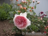 The Wedgwood Rose The Wedgwood Rose