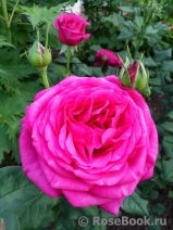 Johann Wolfgang von Goethe Rose® Johann Wolfgang von Goethe Rose®