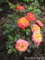 Mandarin Mandarin