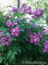 Perennial Blue Perennial Blue