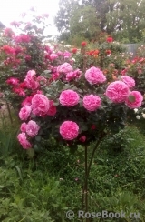 Baronesse Baronesse