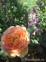 Lady of Shalott Lady of Shalott