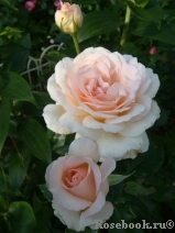 Chandos Beauty Chandos Beauty