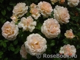 Chandos Beauty Chandos Beauty
