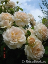 Chandos Beauty Chandos Beauty
