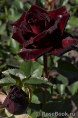 Black Baccara Black Baccara