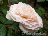 Emily Bronte Emily Bronte