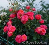 Midsummer Midsummer
