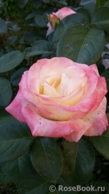 Belle Perle Belle Perle