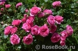 Baronesse Baronesse