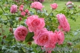 La Rose de Molinard ® La Rose de Molinard ®