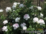 Herzogin Christiana ® Herzogin Christiana ®