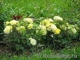 Golden Border Golden Border