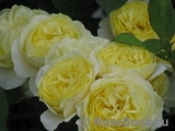 Golden Border Golden Border