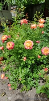 Briosa ® Briosa ®
